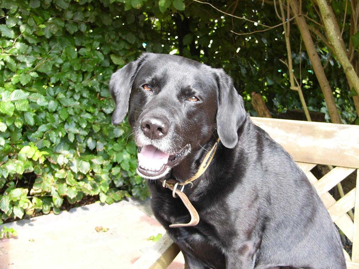 Labrador retriever Mickey billede 3