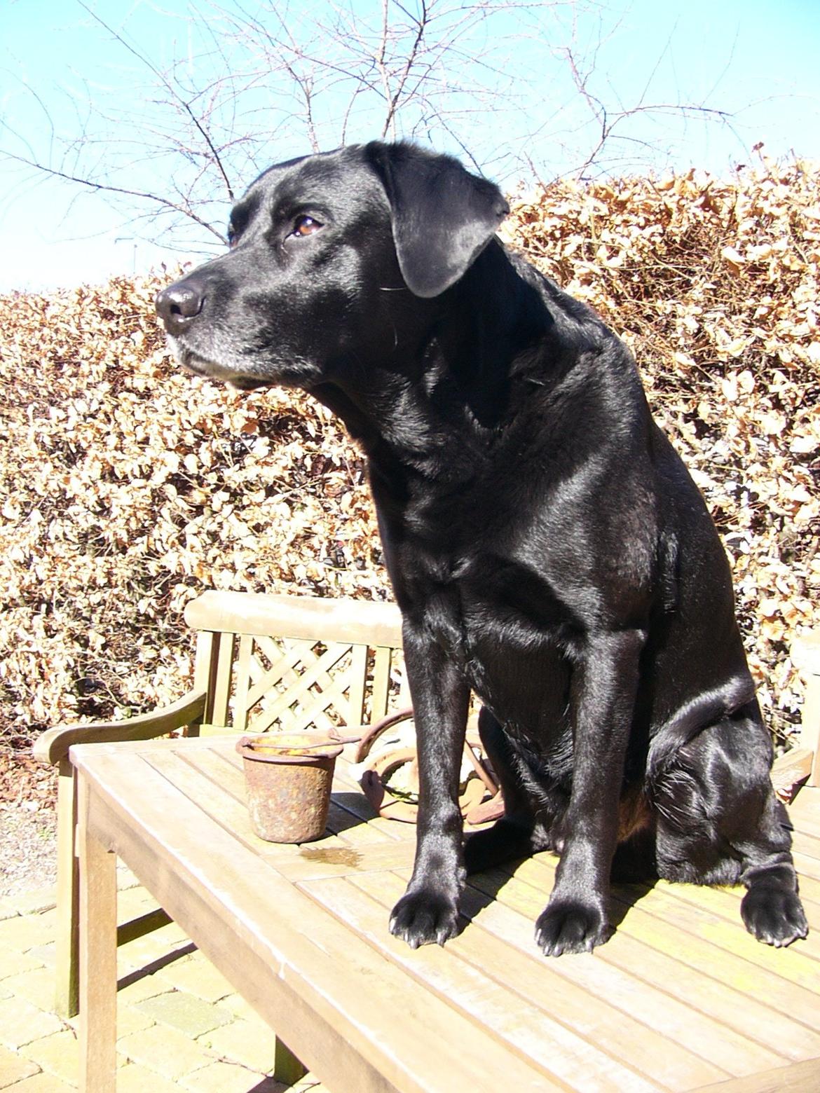 Labrador retriever Mickey billede 4