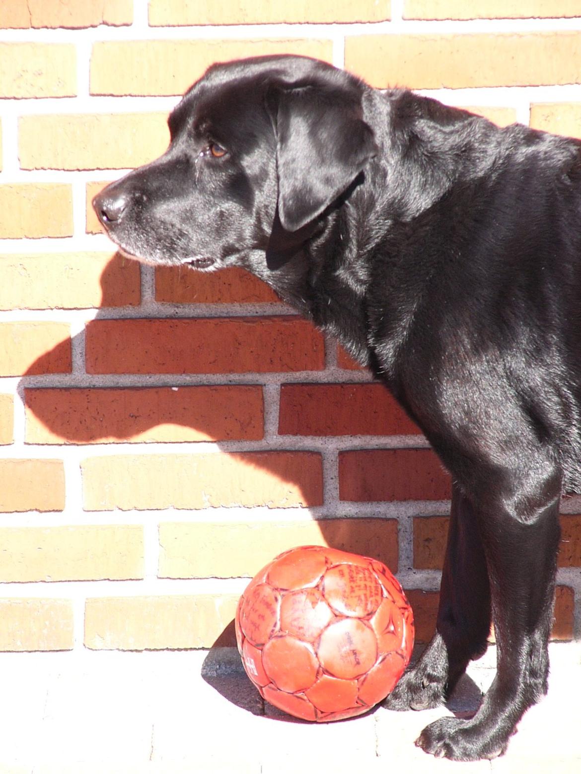 Labrador retriever Mickey billede 5