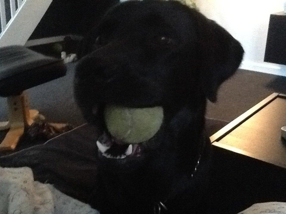 Labrador retriever Uffe billede 9