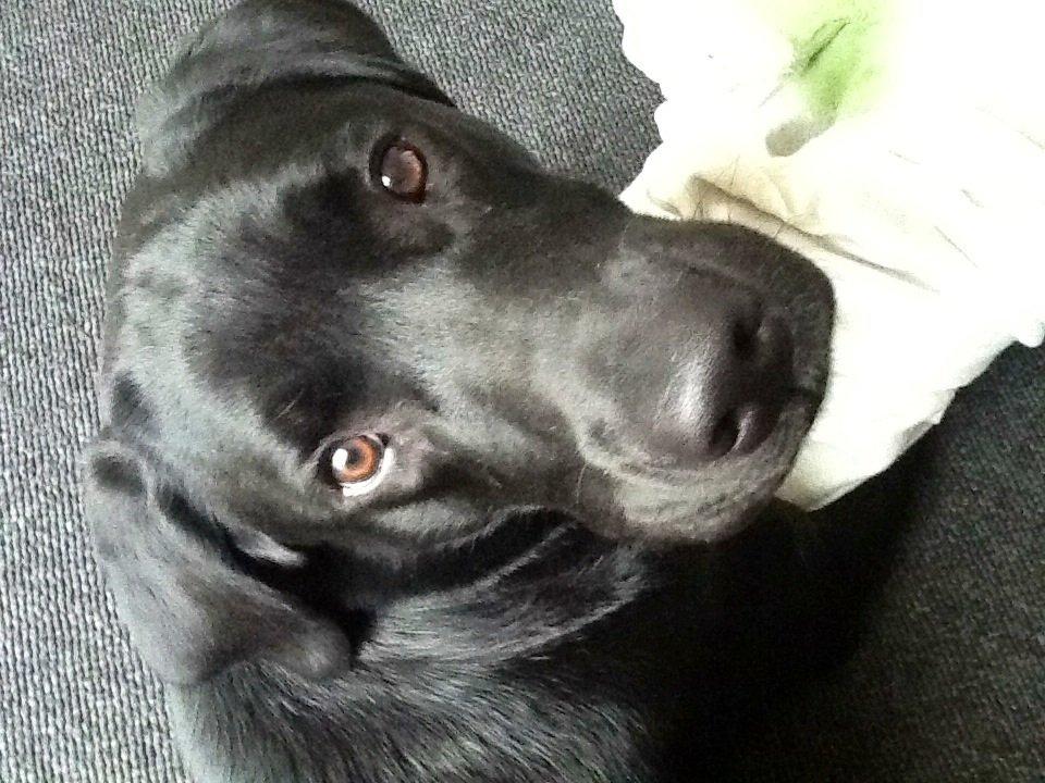 Labrador retriever Uffe billede 10