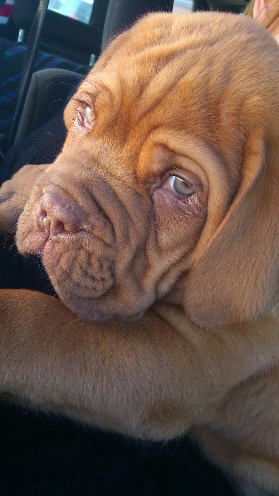 Dogue de bordeaux Rynke Feke Brutalis billede 2