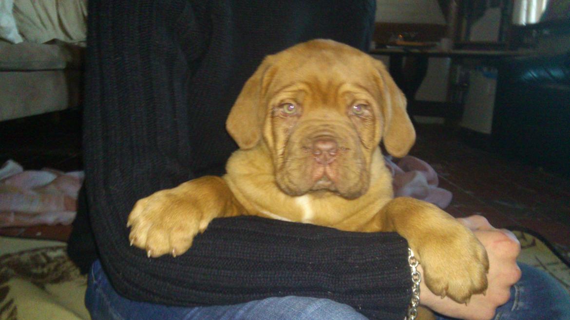 Dogue de bordeaux Rynke Feke Brutalis billede 3
