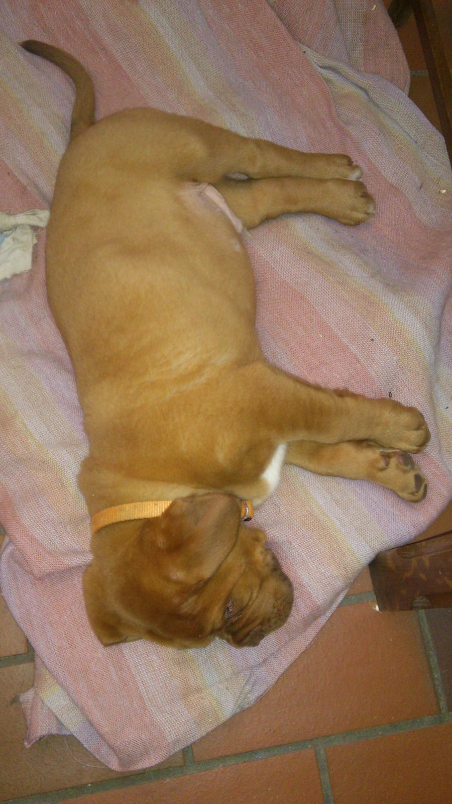 Dogue de bordeaux Rynke Feke Brutalis billede 4