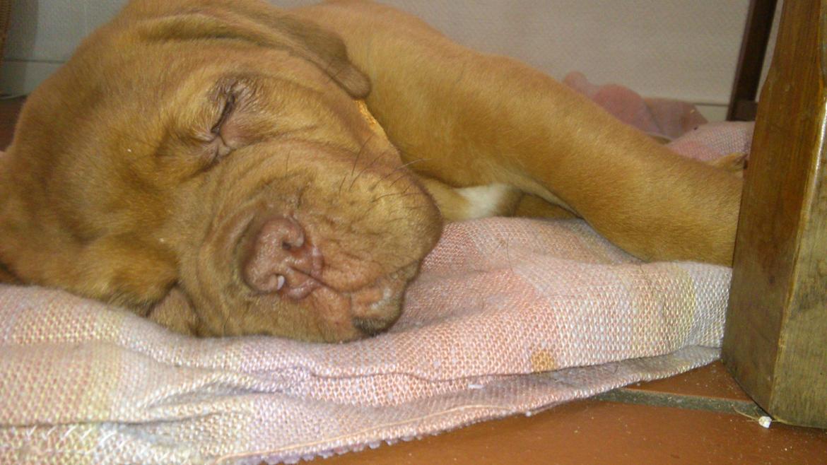 Dogue de bordeaux Rynke Feke Brutalis billede 5