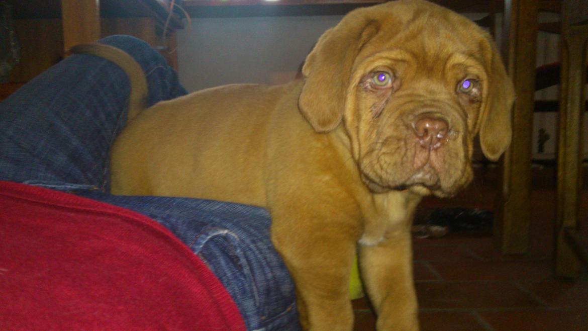 Dogue de bordeaux Rynke Feke Brutalis billede 6