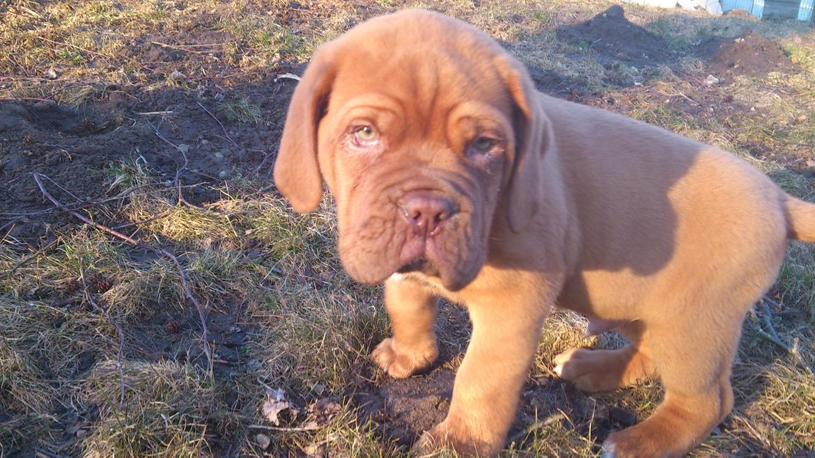 Dogue de bordeaux Rynke Feke Brutalis billede 7