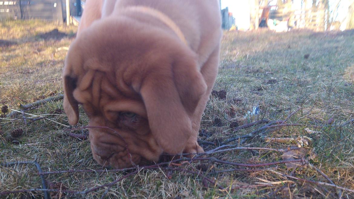 Dogue de bordeaux Rynke Feke Brutalis billede 8