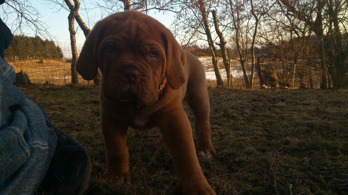 Dogue de bordeaux Rynke Feke Brutalis billede 9