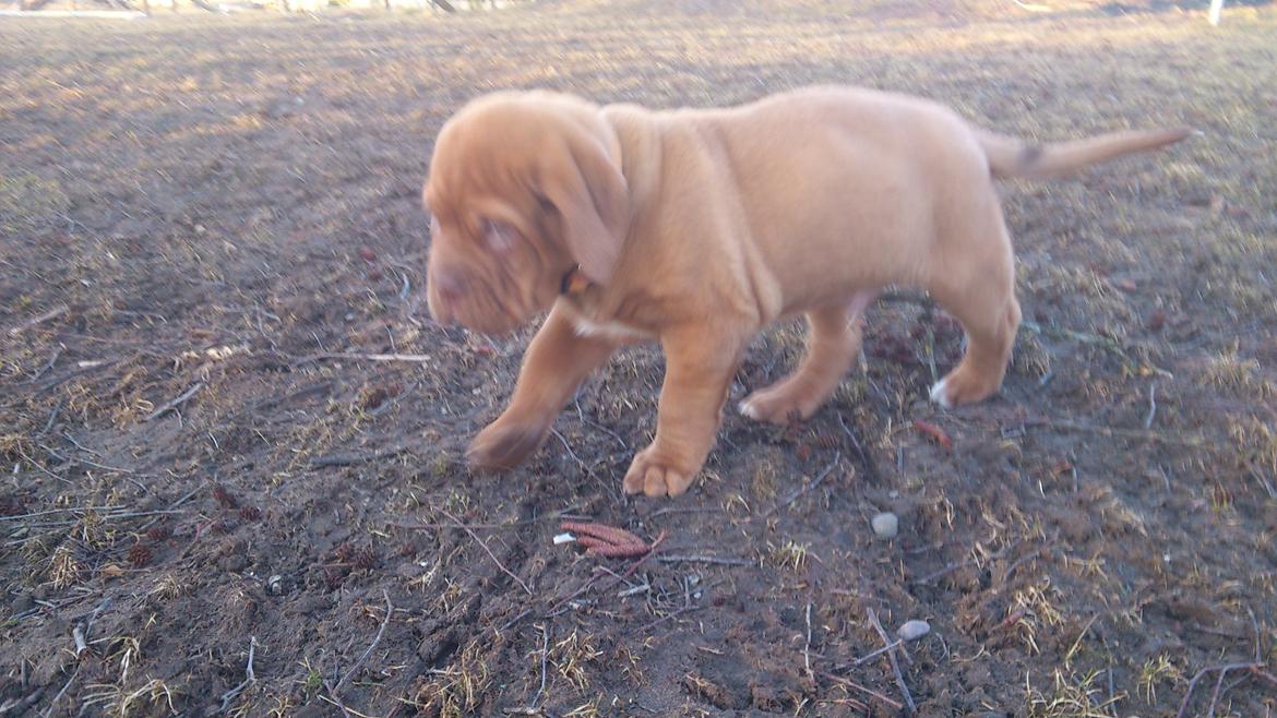 Dogue de bordeaux Rynke Feke Brutalis billede 10