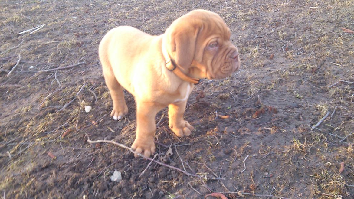 Dogue de bordeaux Rynke Feke Brutalis billede 11