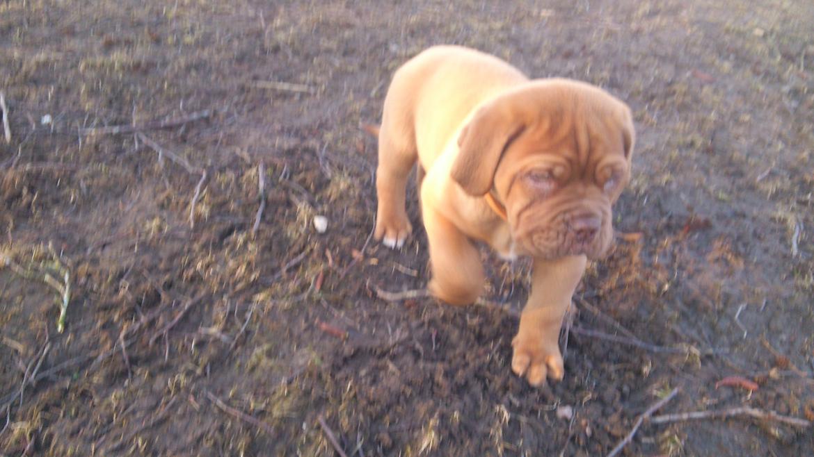 Dogue de bordeaux Rynke Feke Brutalis billede 12