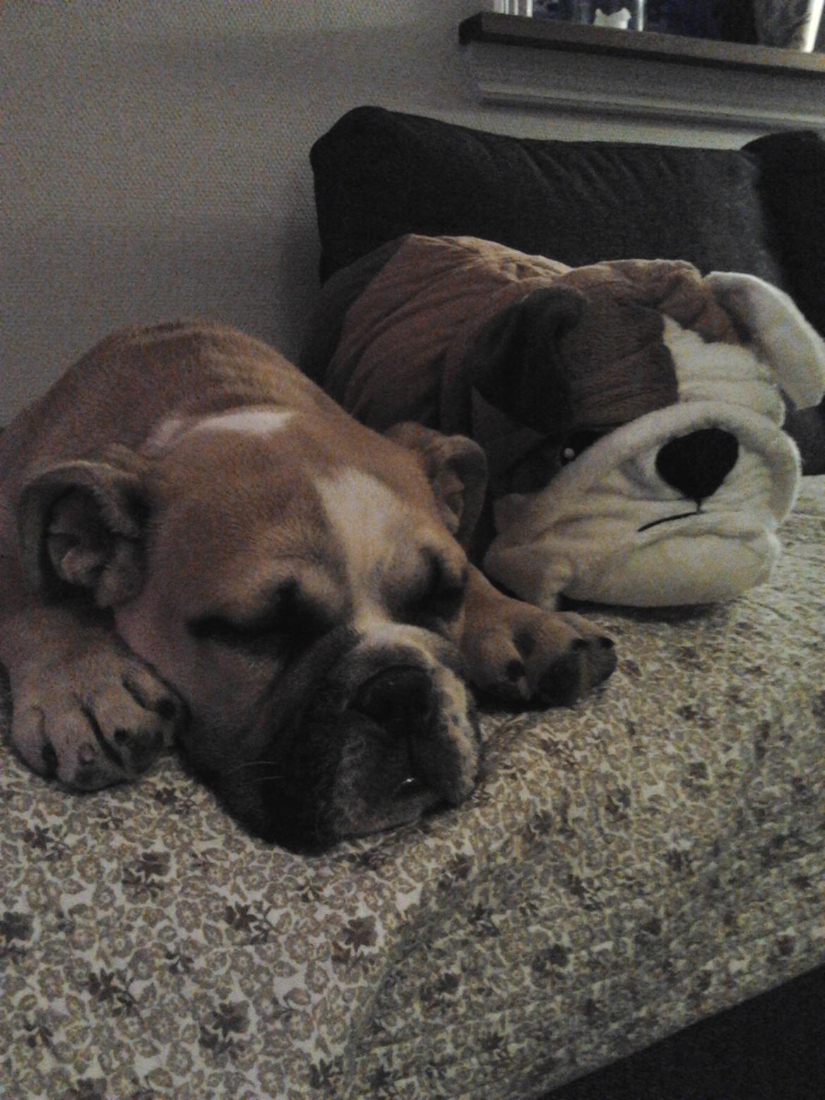 Engelsk bulldog Otto - Tager en lur sammen med Lolita billede 7