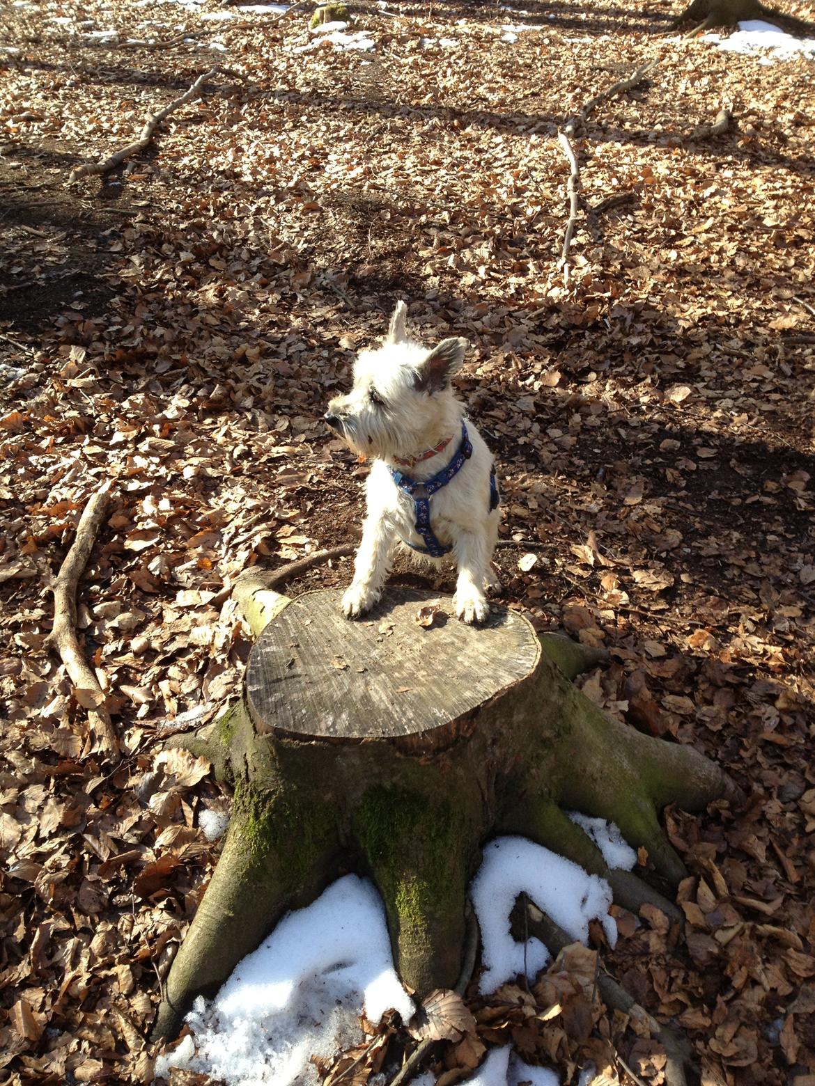 Cairn terrier Donna - Velkommen til Donnas profil :) billede 1