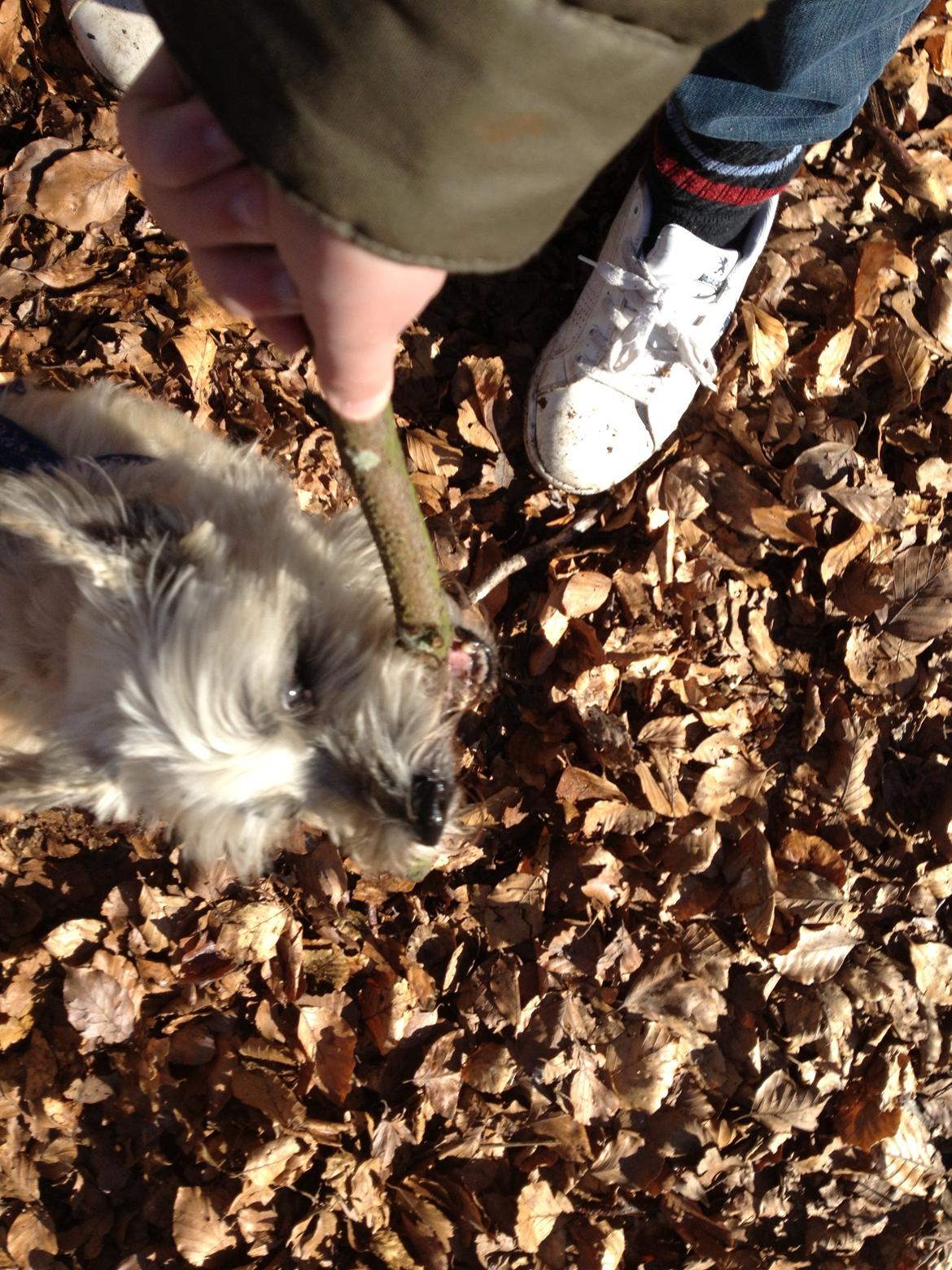 Cairn terrier Donna - Hun kan godt lide at lege med pinde. billede 2
