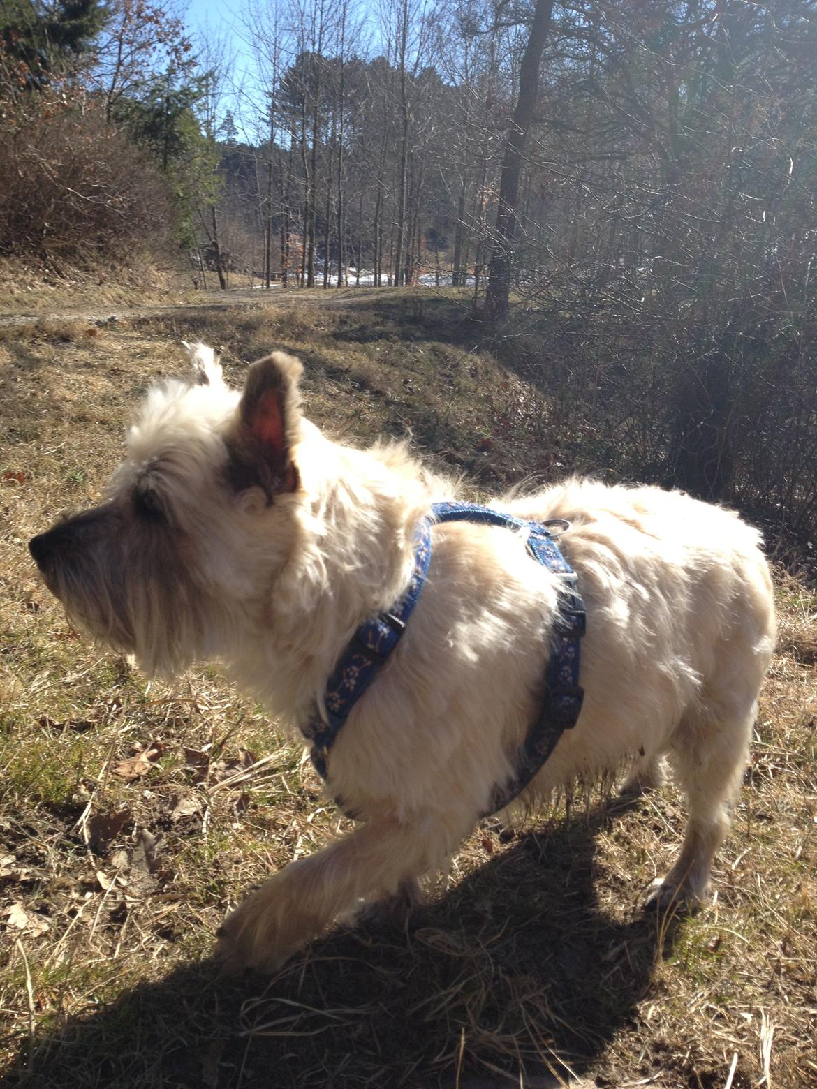Cairn terrier Donna - Elsker at gå tur. billede 4