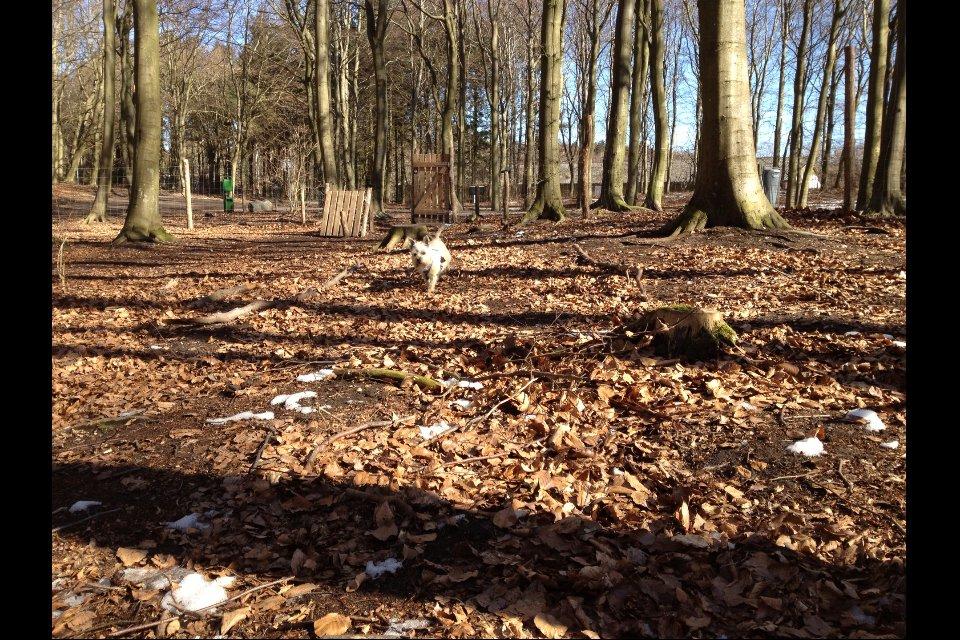 Cairn terrier Donna - Her kommer jeg :D billede 3