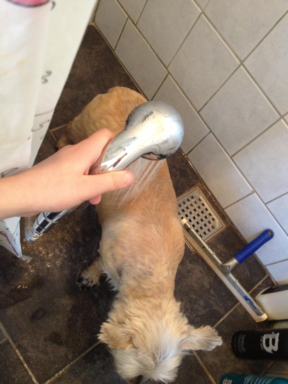 Cairn terrier Donna - Så skal vi i bad efter en lang tur i hunde-skoven billede 7