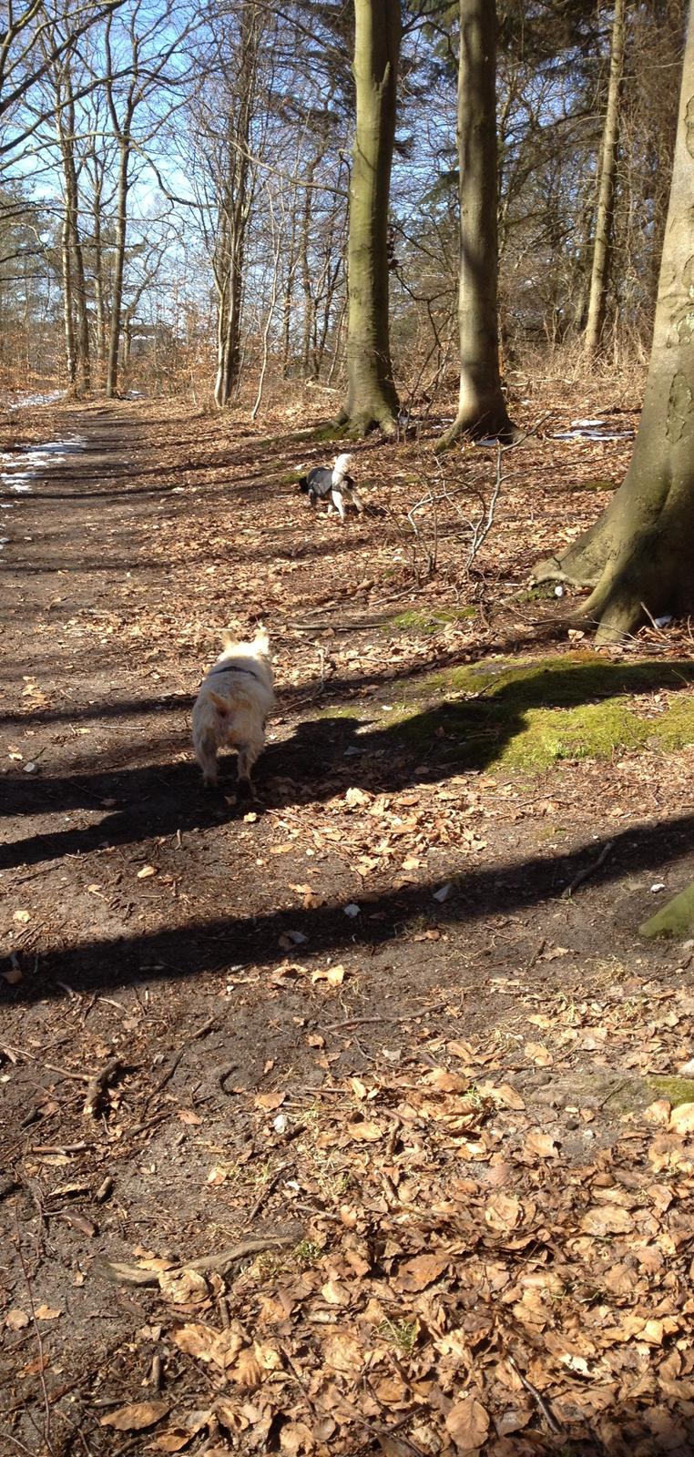 Cairn terrier Donna - Mig og min lege-kammerat billede 5