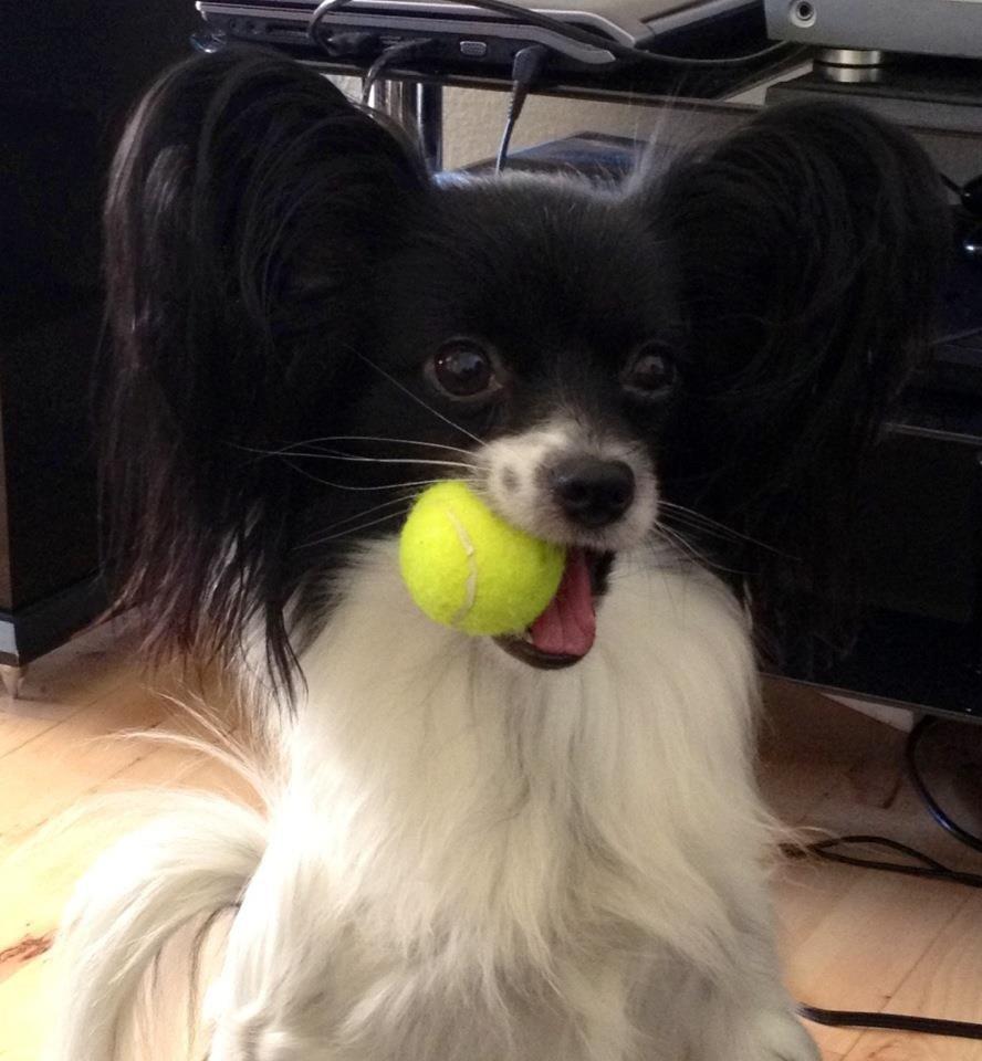 Papillon Knirkebo's Kalii billede 1