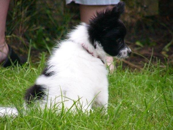 Papillon Knirkebo's Kalii billede 2