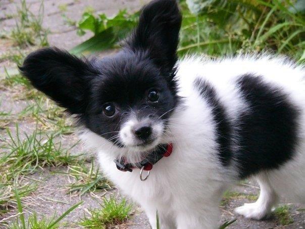 Papillon Knirkebo's Kalii billede 3