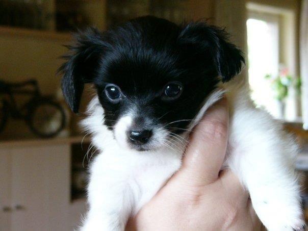 Papillon Knirkebo's Kalii billede 4