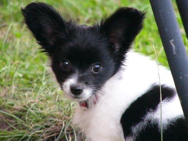 Papillon Knirkebo's Kalii billede 6