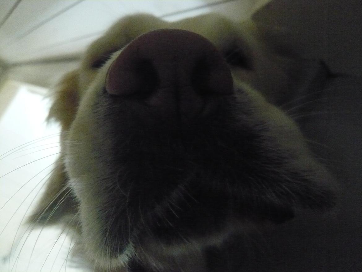 Golden retriever Dicte [Min bedste ven] <3<3 - Er hun ikke sød billede 20