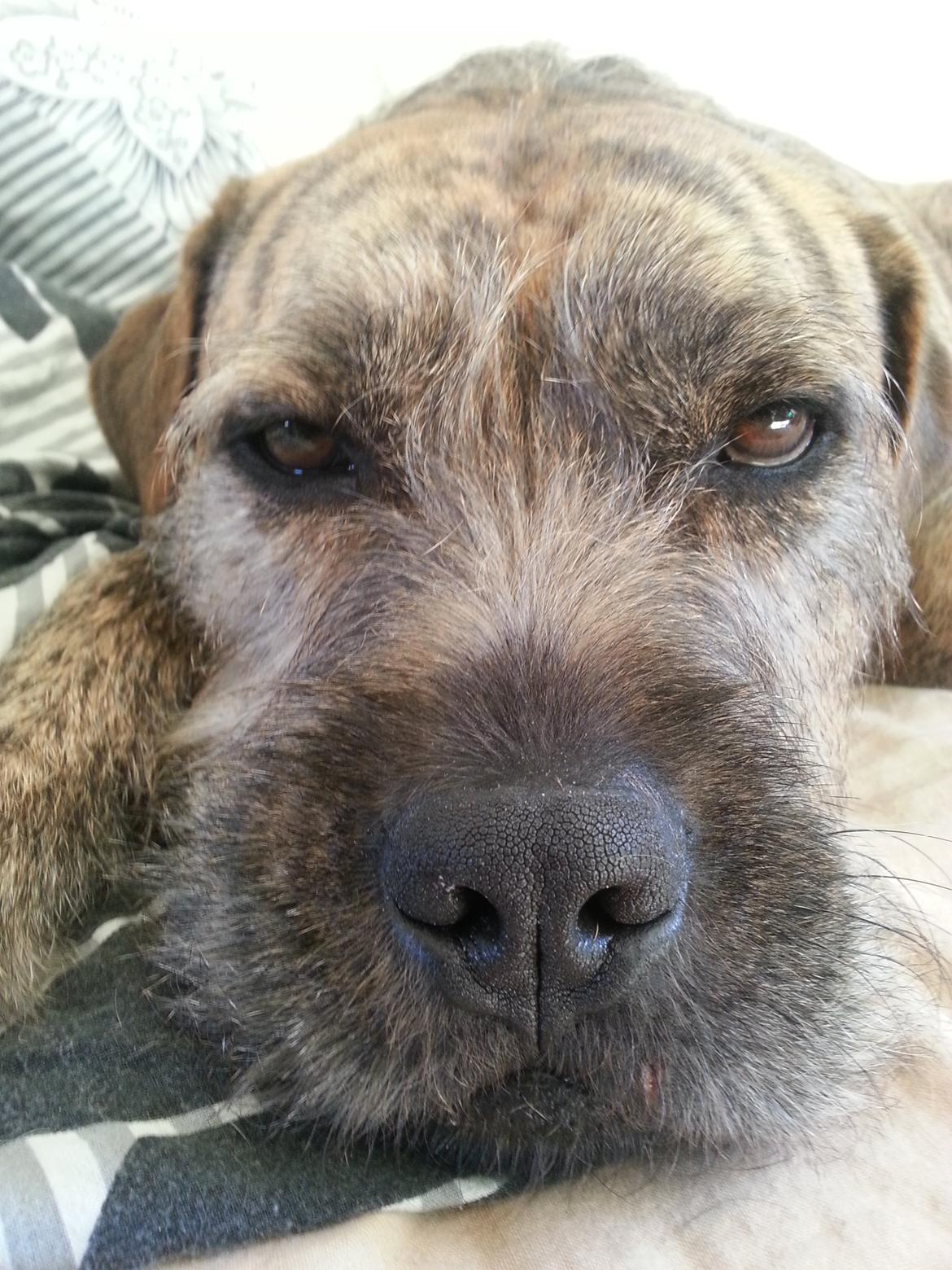 Blanding af racer Zaki - Dovne Zaki billede 4