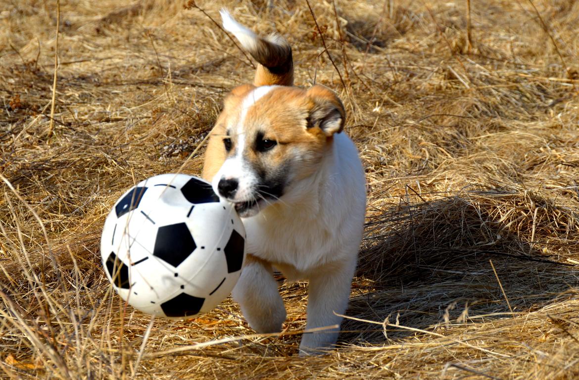 Islandsk fårehund Freddi - Han elsker fodbolde billede 2