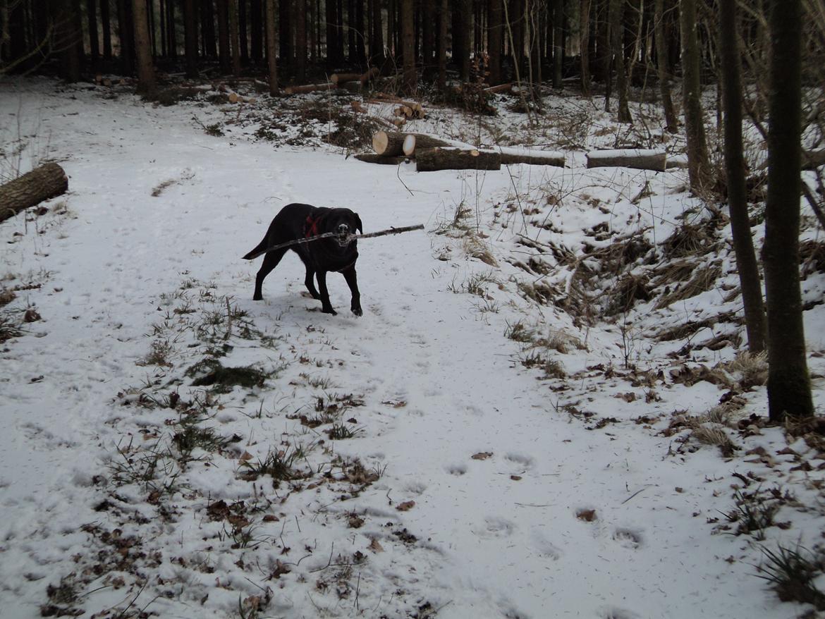 Labrador retriever Raja - Se, jeg har fundet en pind! billede 20