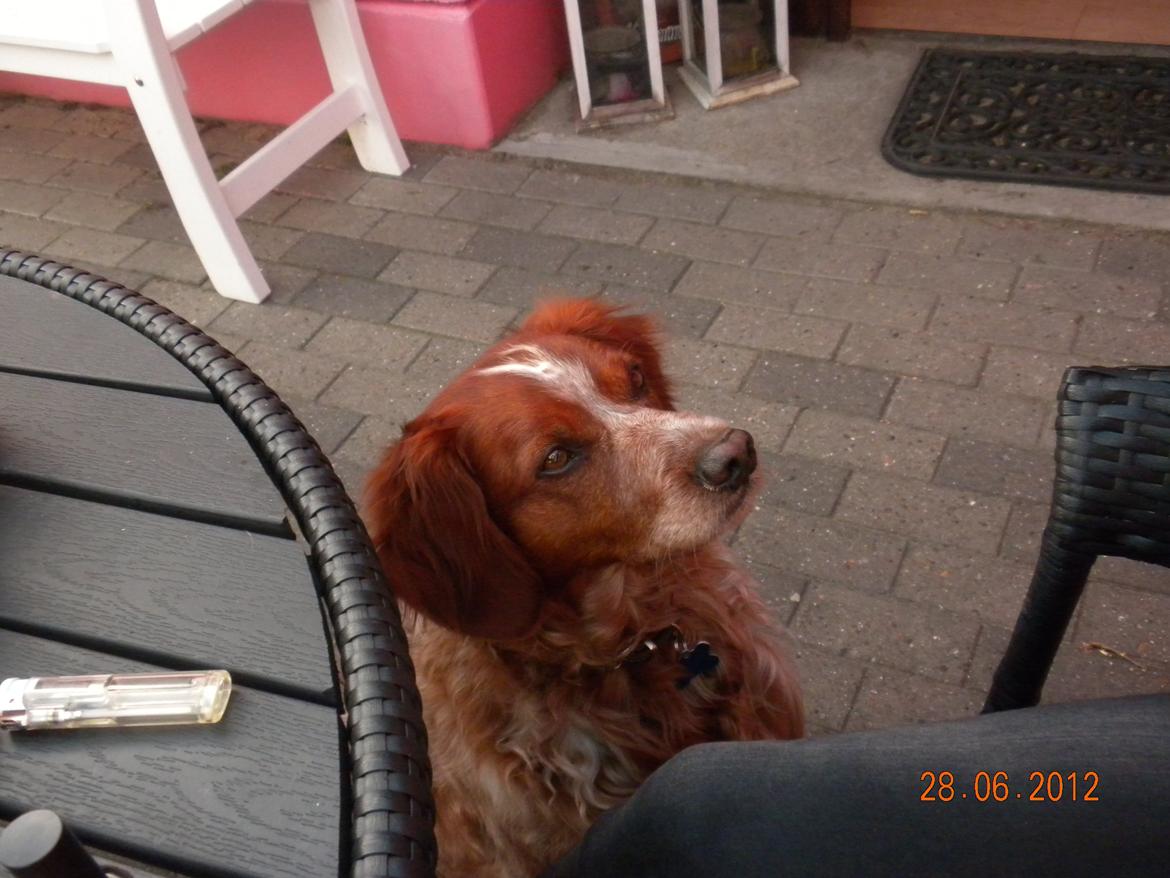 Breton Max - Velkommen :) billede 1