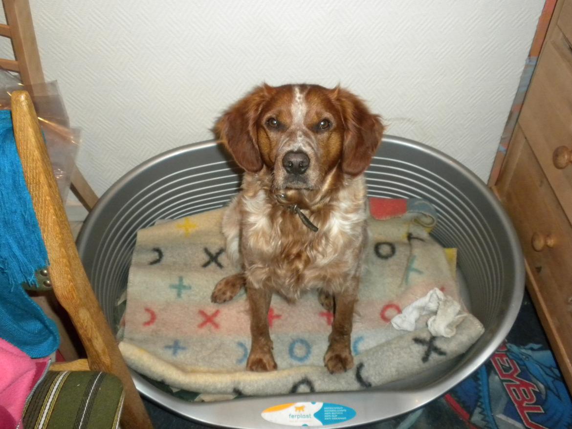 Breton Max billede 2