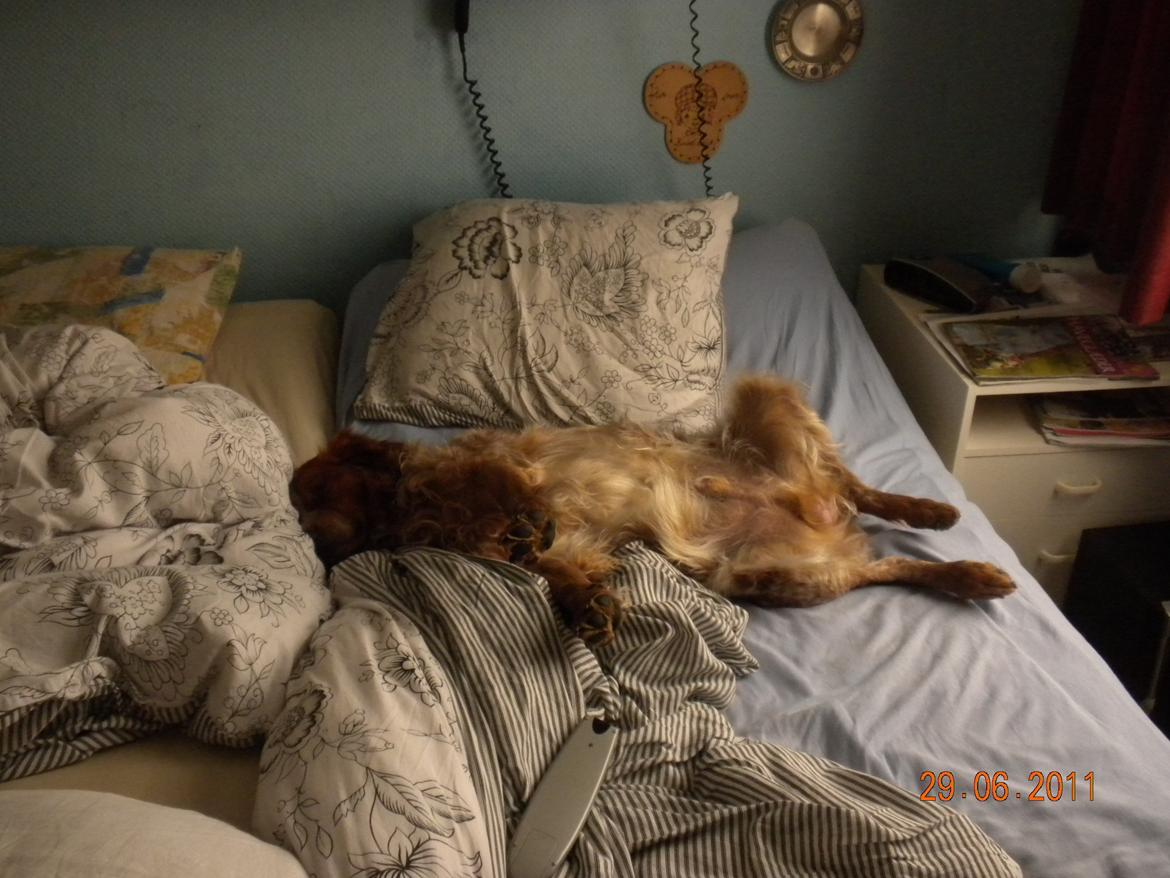 Breton Max - zZzZzZzz billede 3