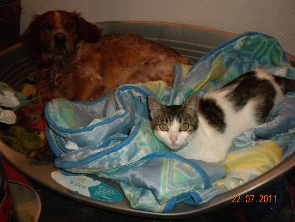 Breton Max - Min lille Pjever, og lille Max billede 4