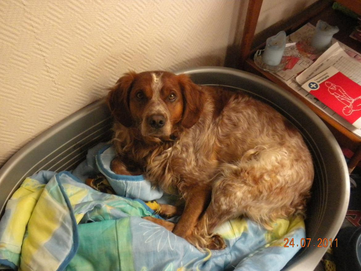 Breton Max - Politiet ledte efter en smuk, sød, dejlig, awesome hund og jeg sagde ikke hvor du var :') billede 5