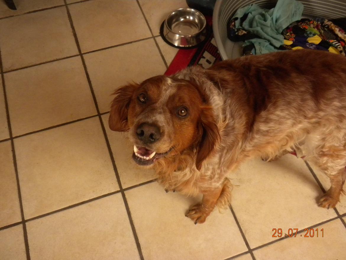 Breton Max - Farlige Max :) billede 7