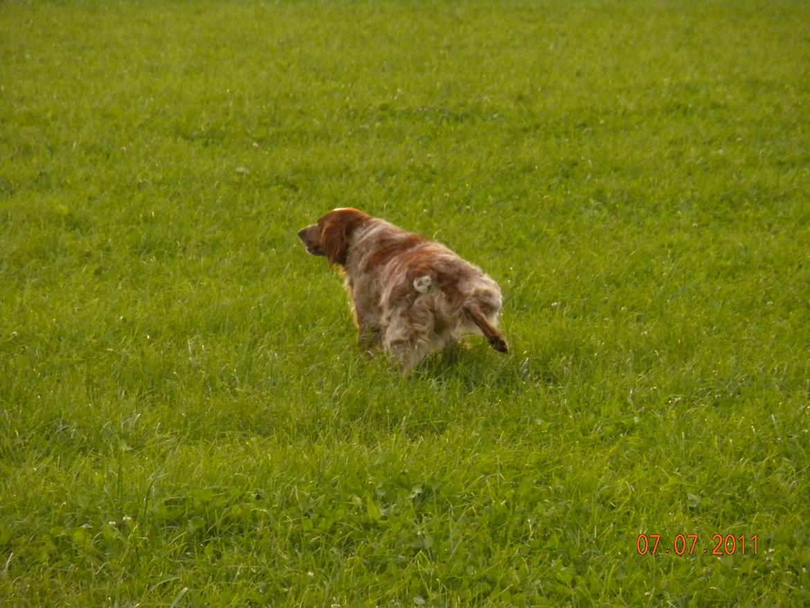 Breton Max - Når man skal så skal man, får Max sku' ;) billede 8