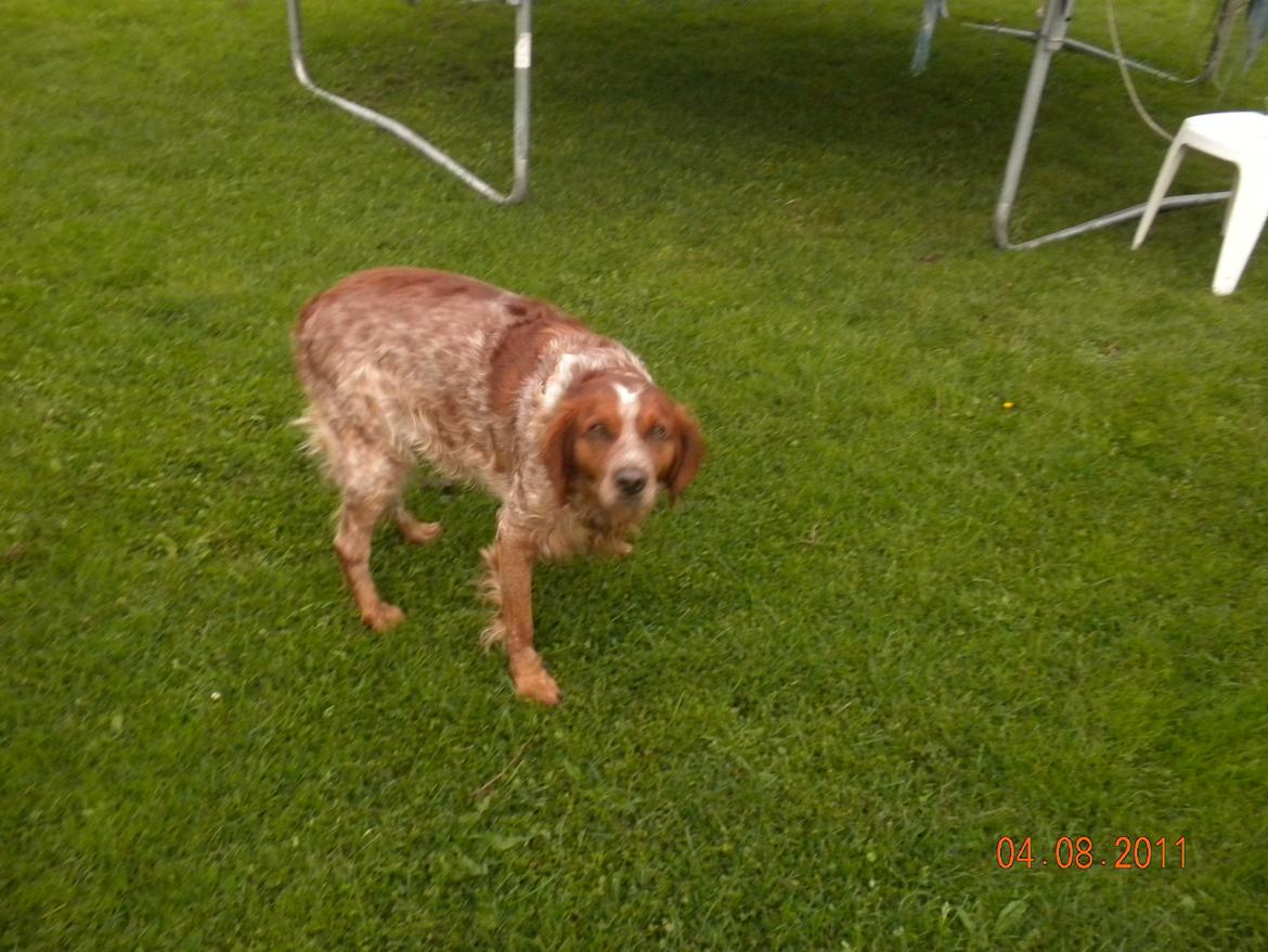 Breton Max - Max :* billede 9