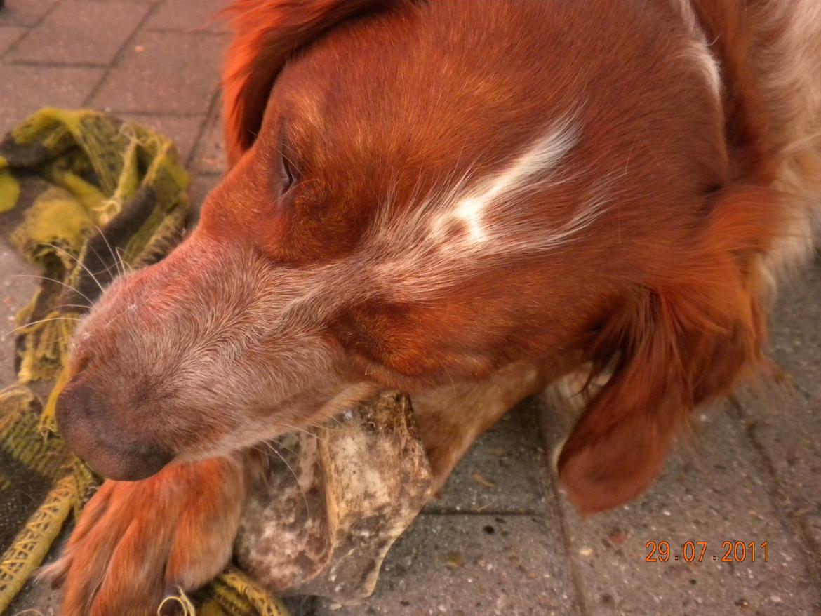 Breton Max - Max gnaver farvel :)
Tak for besøget! billede 11