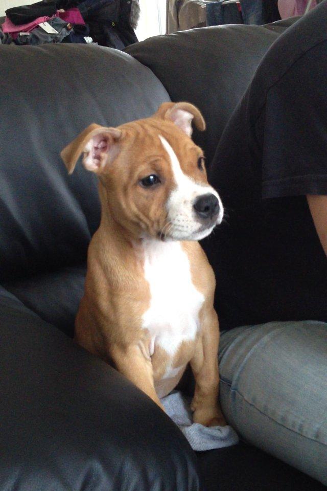 Staffordshire bull terrier Deestaff. Through Mr. Bou. Aka Brady billede 1