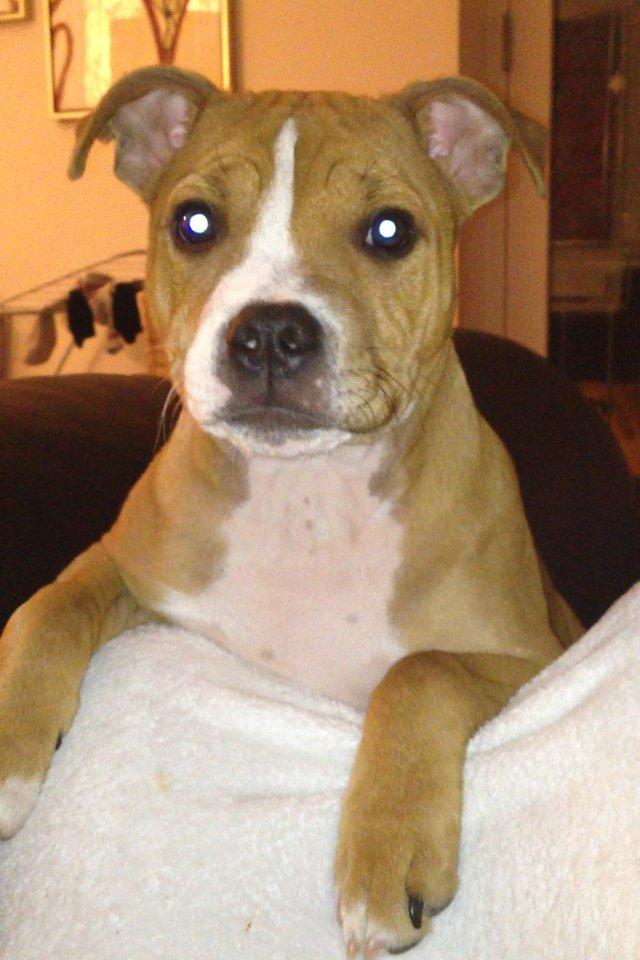 Staffordshire bull terrier Deestaff. Through Mr. Bou. Aka Brady billede 2