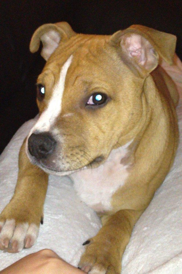 Staffordshire bull terrier Deestaff. Through Mr. Bou. Aka Brady billede 3