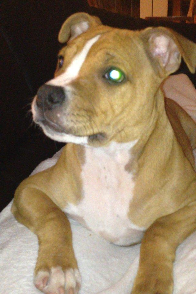 Staffordshire bull terrier Deestaff. Through Mr. Bou. Aka Brady billede 4