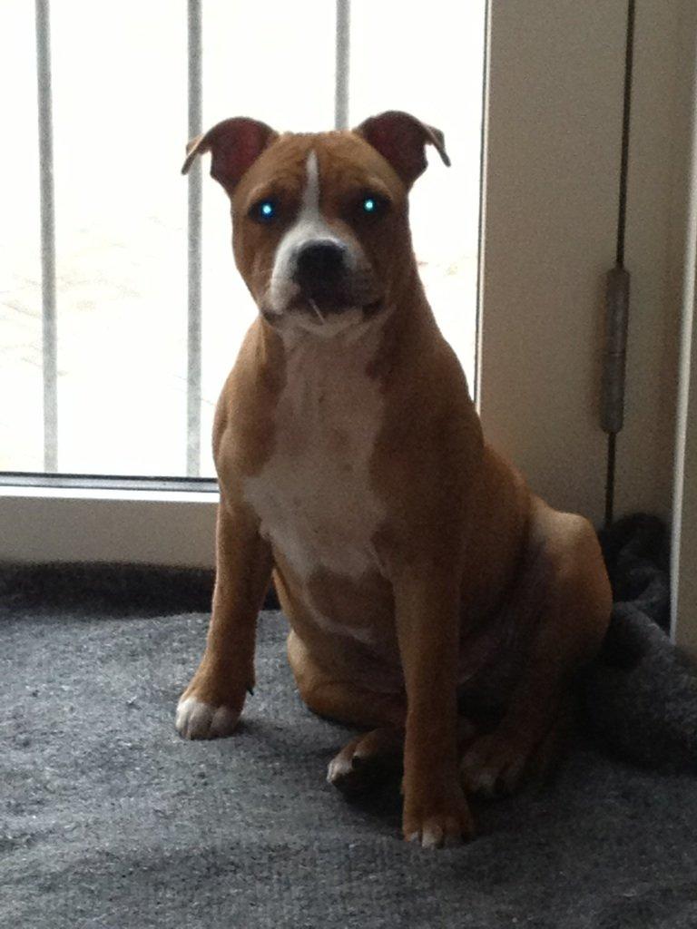 Staffordshire bull terrier Deestaff. Through Mr. Bou. Aka Brady billede 5