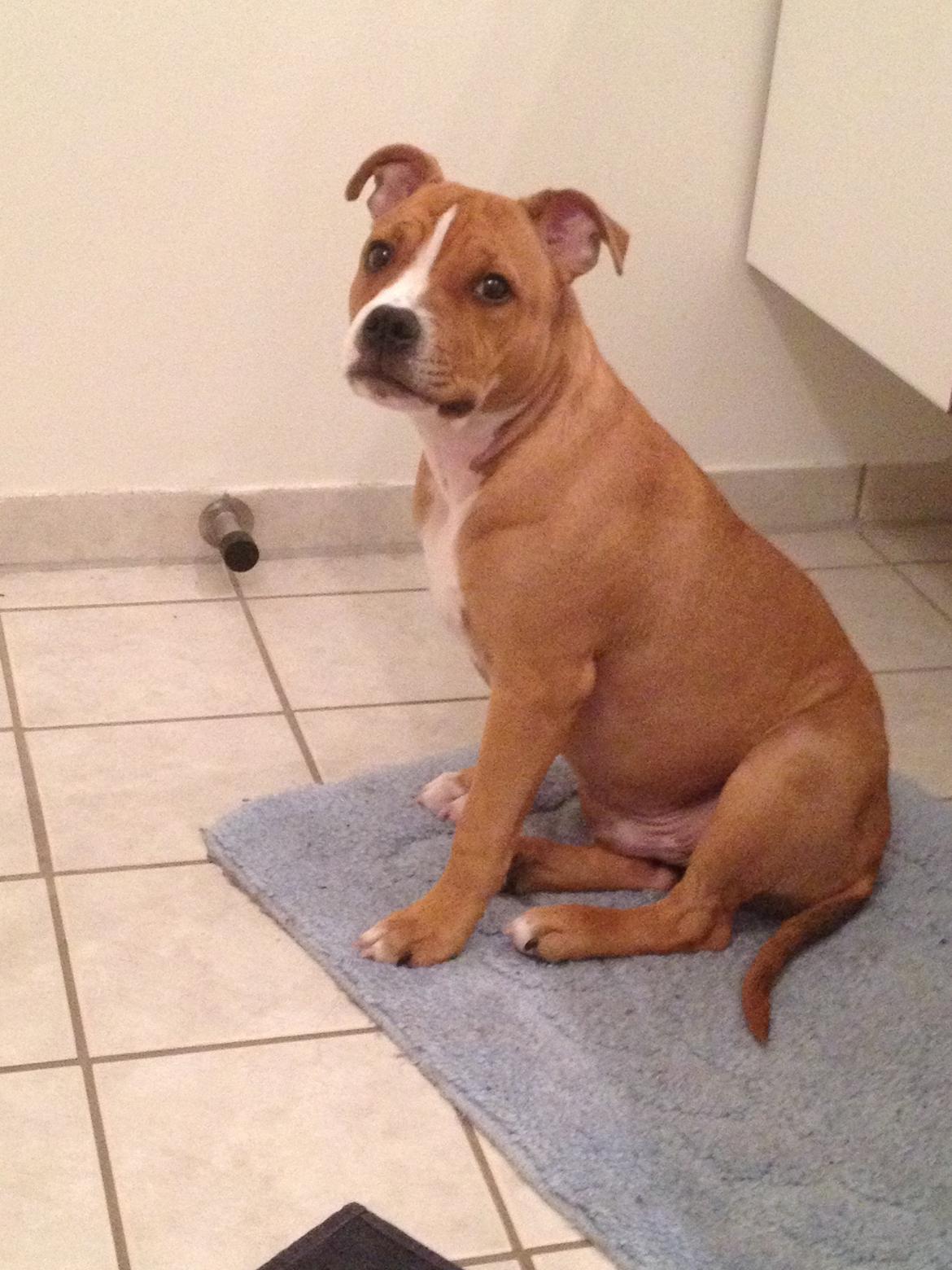 Staffordshire bull terrier Deestaff. Through Mr. Bou. Aka Brady billede 6