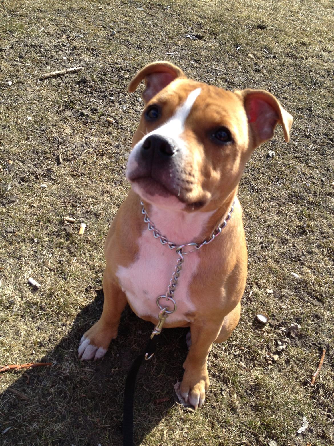 Staffordshire bull terrier Deestaff. Through Mr. Bou. Aka Brady billede 7