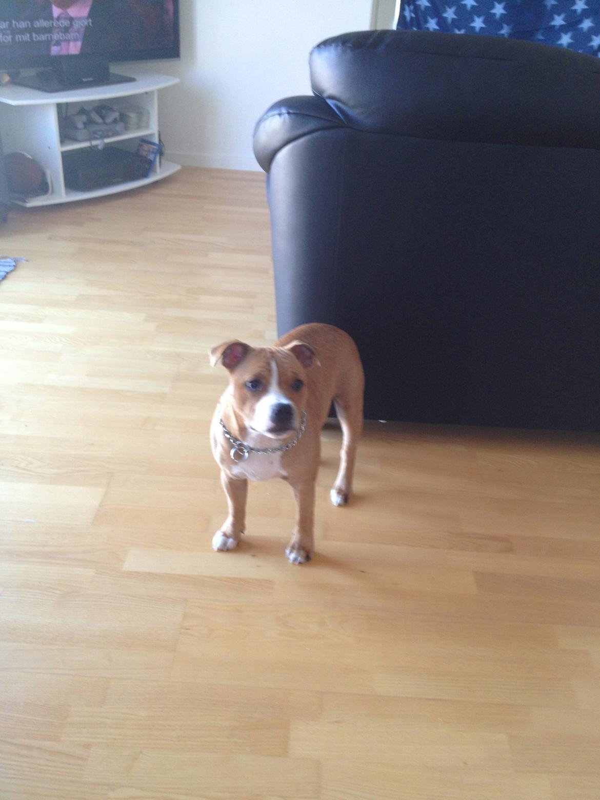 Staffordshire bull terrier Deestaff. Through Mr. Bou. Aka Brady billede 8