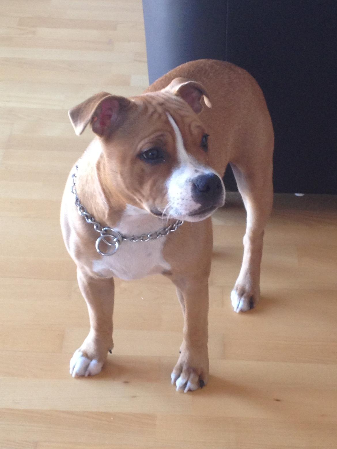 Staffordshire bull terrier Deestaff. Through Mr. Bou. Aka Brady billede 9